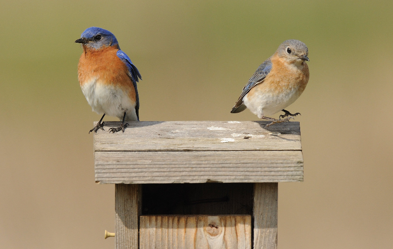bluebird nest vs sparrow nest
