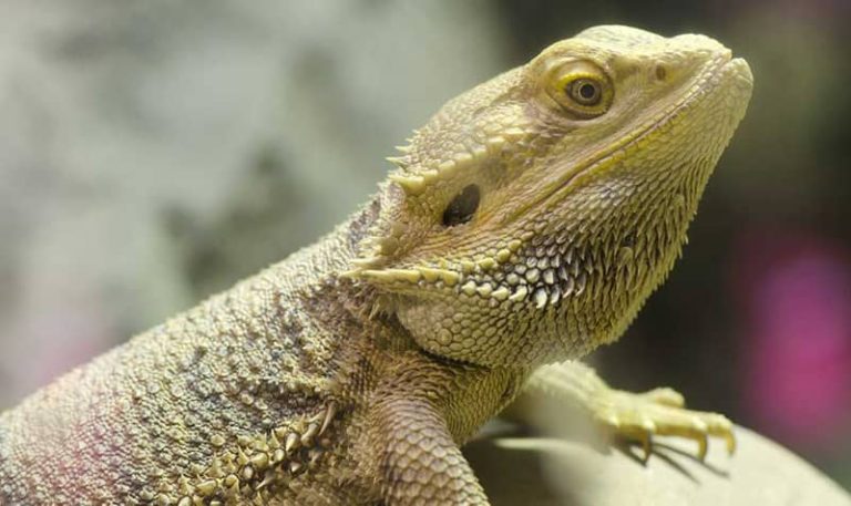 Strange & Surprising Reason Why do Lizards Bob Their Heads?