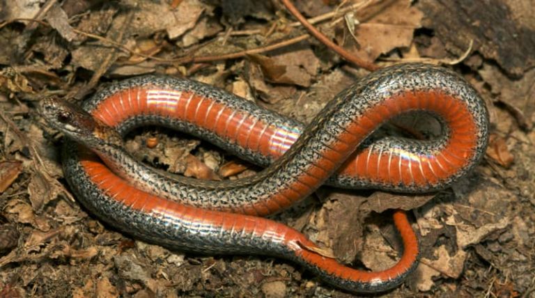 A Short Overview of the Red Belly Snake’s Poison