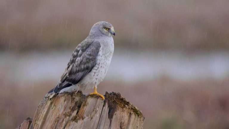 Differences Between Northern Harrier & Red-Tailed Hawk