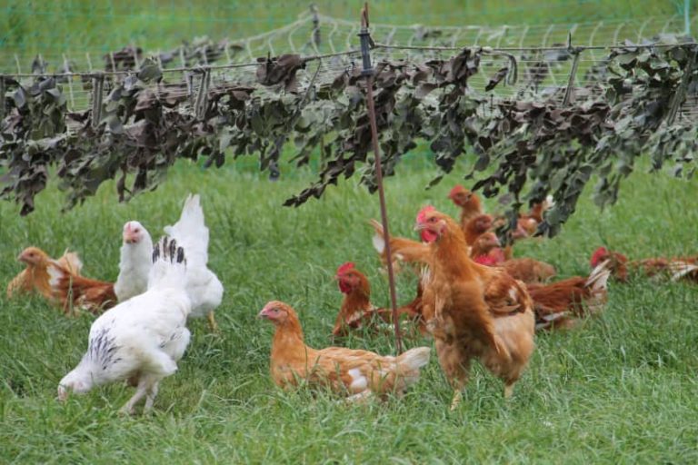 Why Organic Chicken Is Better Than Non-Organic?