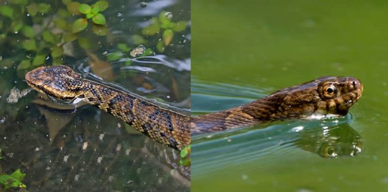 The Concept Of Water Moccasin Vs Water Snakes