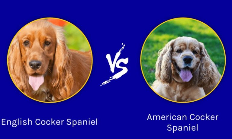 How English Cocker Spaniels Differ From American Cocker Spaniels